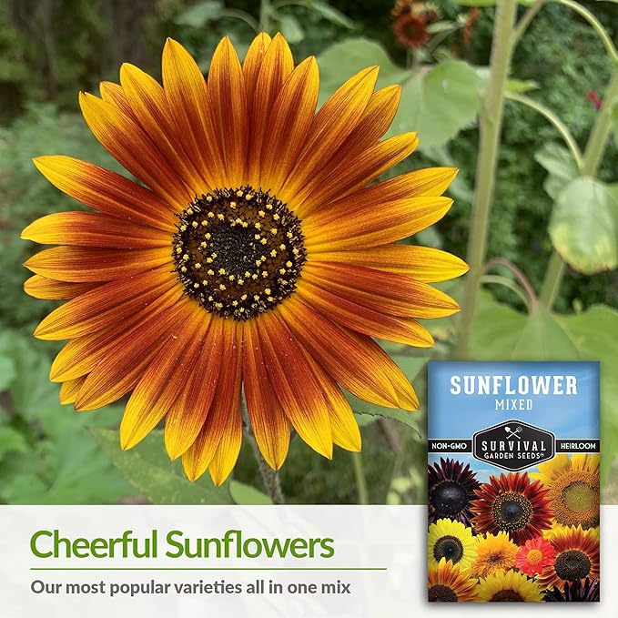 Survival Garden Seeds - Mix of Popular Sunflower Seeds for Planting - 2 Packs with Instructions to Grow Beautiful Flowers in Your Home Vegetable or Flower Garden - Non-GMO Heirloom Varieties
