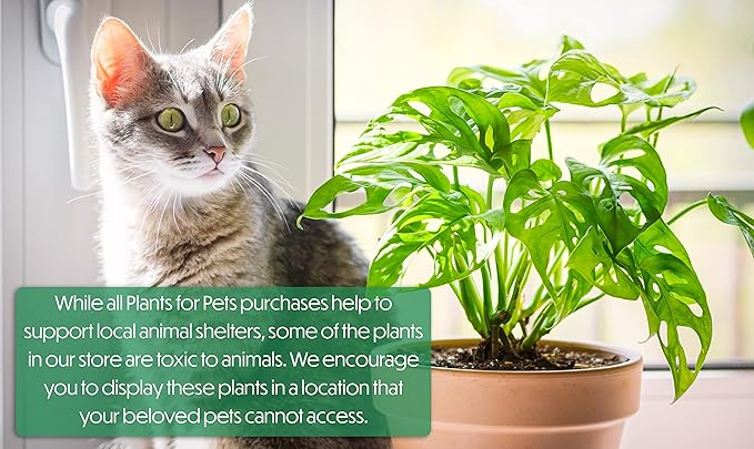 Silver Satin Pothos Plant Live Plant Hanging Basket, Silver Pothos Hanging Plant Live House Plants Indoors, Real Plants Indoor Live Plants Indoor Plants Live Houseplants Live Indoor by Plants for Pets