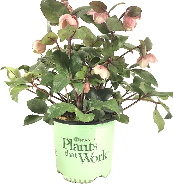 Lenten Rose 'Pink Frost' -Helleborus 'Pink Frost' - 19cm