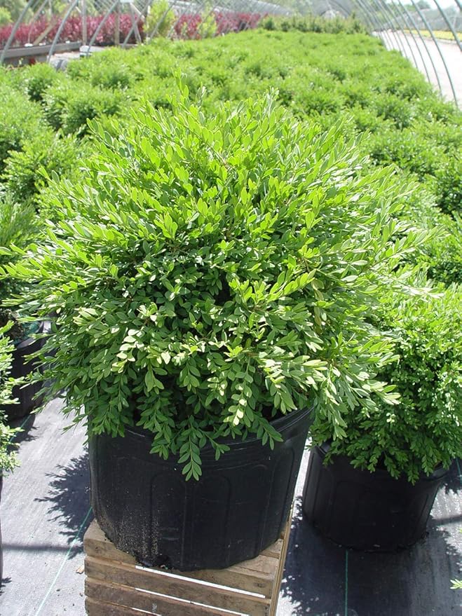 Buxus micro. jap. 'Green Gem' (Boxwood) Evergreen, #2 - Size Container