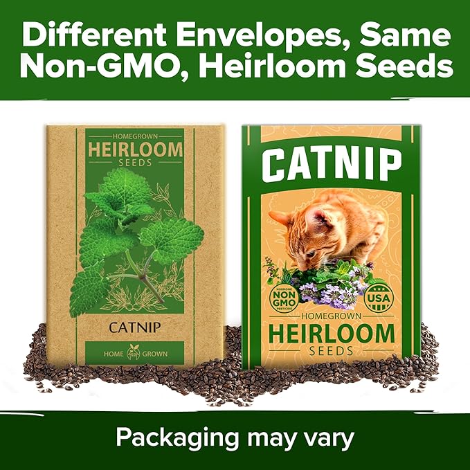 HOME GROWN Catnip Seeds (Bulk Pack) Non-GMO Heirloom Herb Seeds - Indoor or Outdoor Seed - High-Germination Cat Nip - Cat Safe Plants (Nepeta cataria)