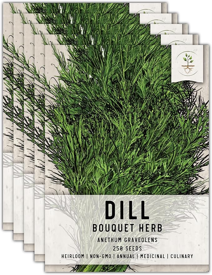 Seed Needs, Bouquet Dill Seeds - 250 Heirloom Seeds for Planting Anethum graveolens - Culinary Herb to Grow Indoors or Outdoors, Non-GMO & Untreated (5 Packs)