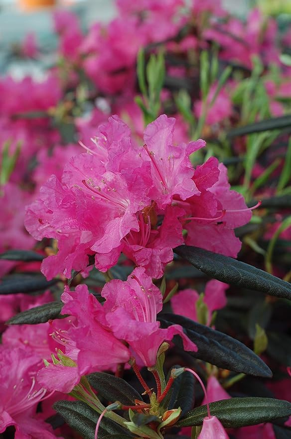 Live plant from Green Promise Farms Landmark' (Rhododendron) Evergreen, 2-Size Container, Pinkish red Flowers