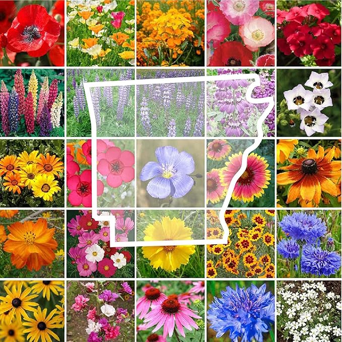 Eden Brothers Arkansas Wildflower Mixed Seeds for Planting, 1/4 lb, 120,000+ Seeds with African Daisy, Cosmos | Attracts Pollinators, Plant in Spring or Fall, Zones