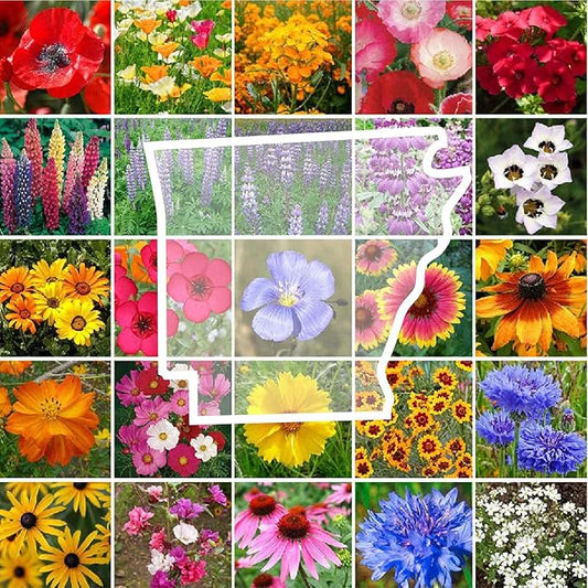 Eden Brothers Arkansas Wildflower Mixed Seeds for Planting, 1 oz, 30,000+ Seeds with African Daisy, Cosmos | Attracts Pollinators, Plant in Spring or Fall, Zones