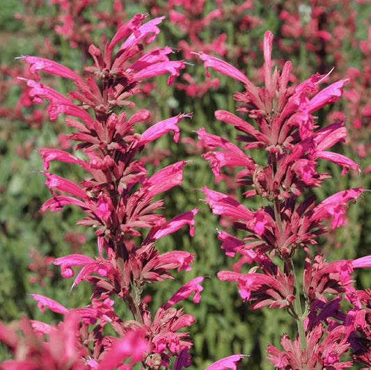 CHUXAY GARDEN Agastache Heather Queen Seed 60 Seeds Hummingbird Mint Perennial Herb Plant Highly Fragrant Makes Great Edging