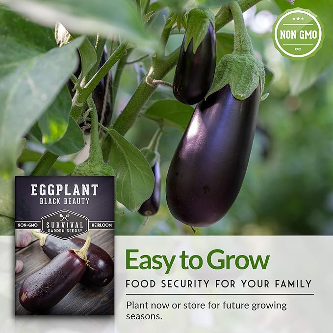 2 Packs Black Beauty Eggplant Seed for Planting - Packet with Instructions to Grow Purple Aubergine Plants in Your Home Vegetable Garden - Non-GMO Heirloom Variety - Survival Garden Seeds