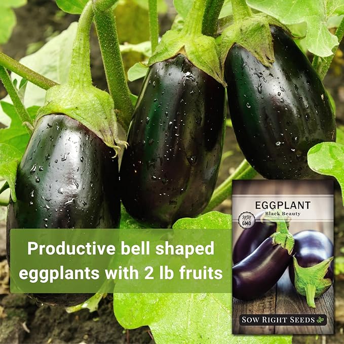 Sow Right Seeds - Black Beauty Eggplant Seed for Planting - Non-GMO Heirloom Packet with Instructions to Plant an Outdoor Home Vegetable Garden - Large Round Fruits, Deep Purple Variety (1)