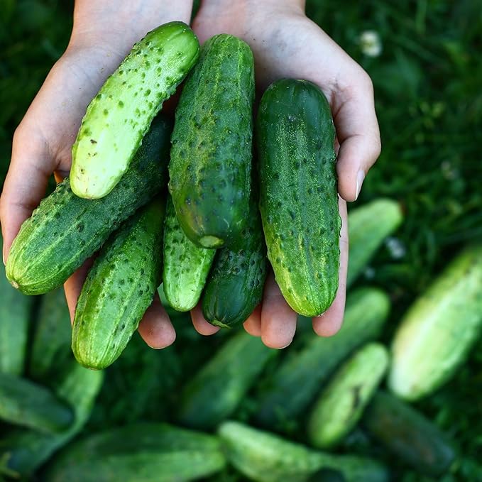 National Pickling Cucumber Seeds for Planting - Over 90 Heirloom Cucumber Seed Pack - Non-GMO Pickling Cucumbers for Planting Indoors or Outdoors