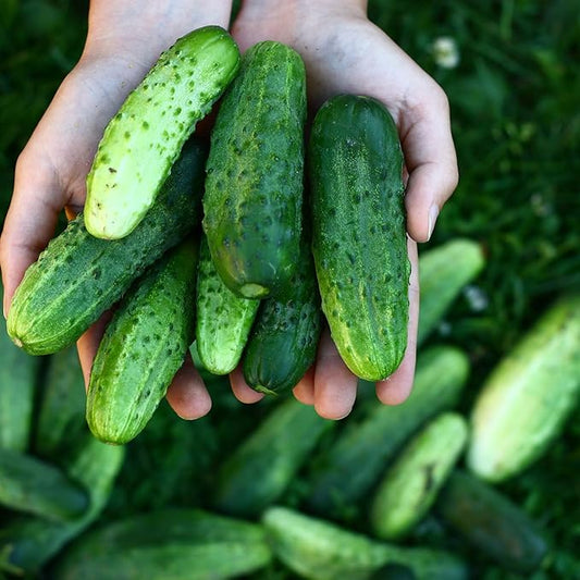National Pickling Cucumber Seeds for Planting - Over 90 Heirloom Cucumber Seed Pack - Non-GMO Pickling Cucumbers for Planting Indoors or Outdoors