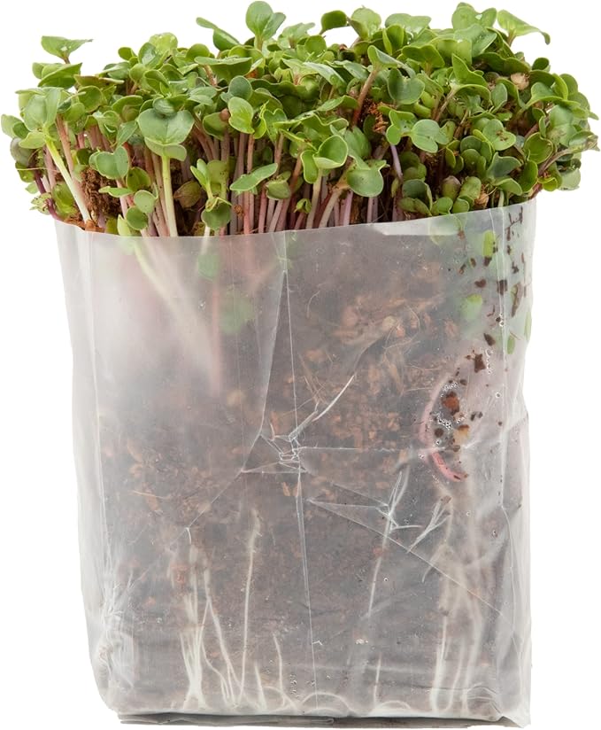 Premium Window Garden Potting Soil (Fiber Soil 10x - 1 QT Bags) for Indoor Plants, Home Garden