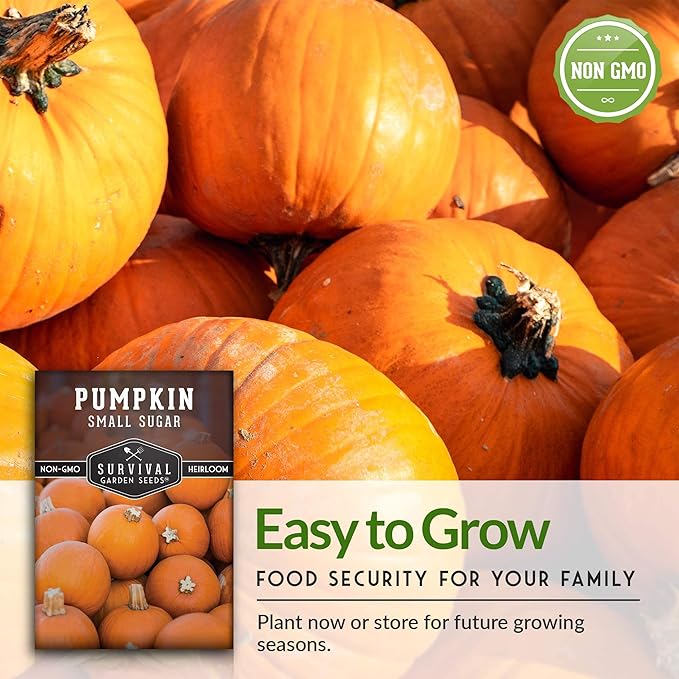 Survival Garden Seeds - Small Sugar Pumpkin Seed for Planting - 2 Packs with Instructions to Plant and Grow Pie Pumpkins in Your Home Vegetable Garden - Non-GMO Heirloom Variety