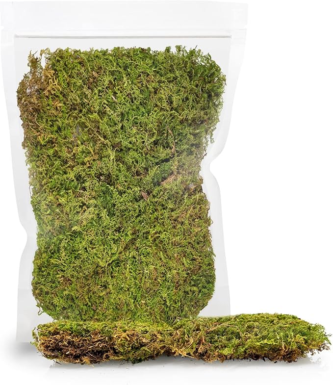 Preserved Sheet Moss in Natural Green | Decorative Real Natural Green DIY Kit Terrariums Gardenning Art Wall Decor Florist Decor Easter Table Decor Wedding - 5 Quart