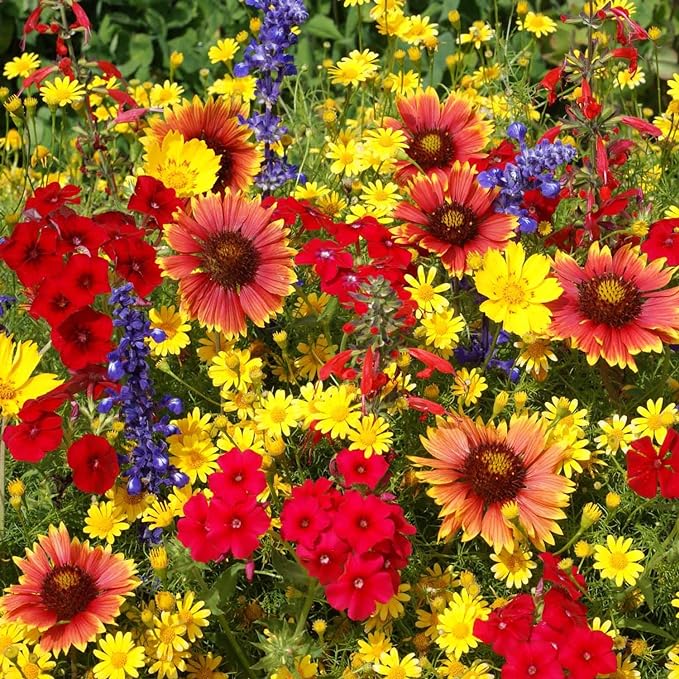 Outsidepride Texas & Oklahoma Wildflower Seed Mix - 5 lbs. Drought-Tolerant, Blend of Annual & Perennial Flower Seeds for Vibrant, Pollinator-Friendly Gardens, Thrives in Full Sun & Well-Drained Soil
