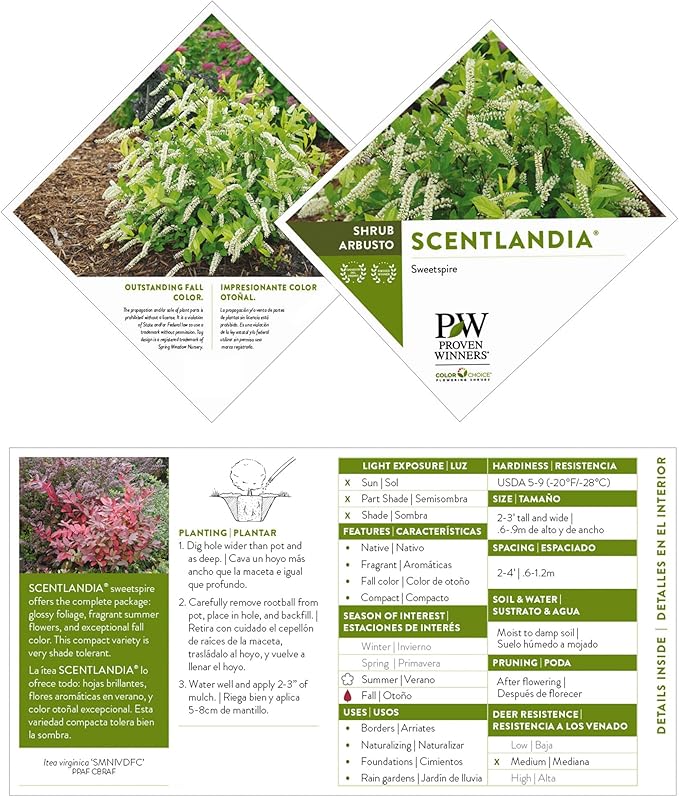 Sweetspire Scentlandia Itea, 2 Gallon, White Blooms