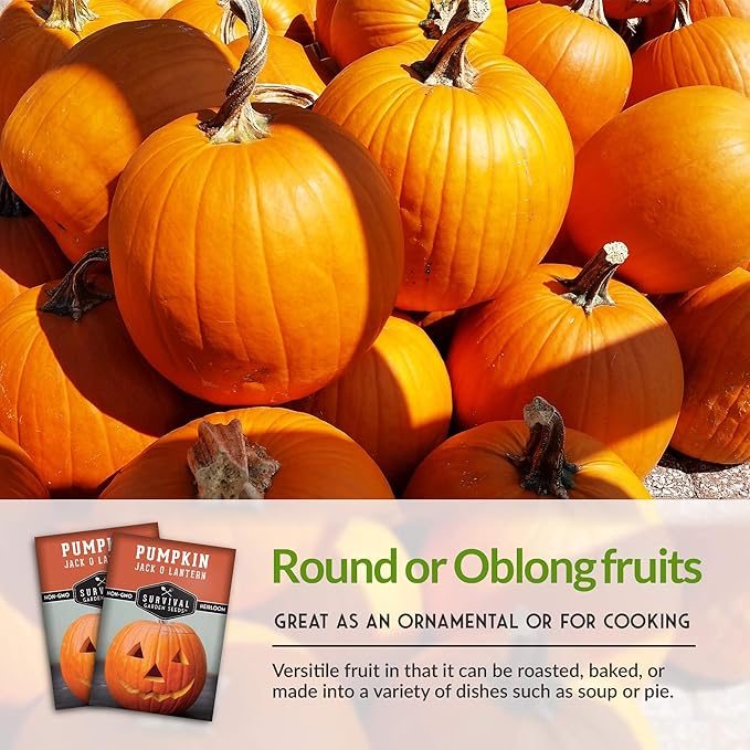 Survival Garden Seeds - Jack-O-Lantern Pumpkin Seed for Planting - Packet with Instructions to Plant and Grow Orange Carving Pumpkins in Your Home Vegetable Garden - Non-GMO Heirloom Variety