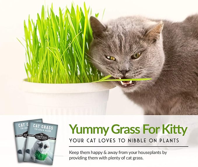 Cat Grass Seed for Planting - 3 Packets with Instructions to Plant & Grow Greens for Your Pet Indoors or Outdoors in a Container or Garden - Non-GMO Heirloom Variety - Survival Garden Seeds