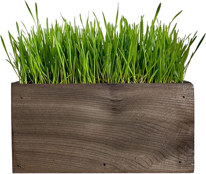 Ornamental Indoor Planter with Pet/Cat Grass Growing kit, Handcrafted in The USA from Red Cedar (AgedWash)