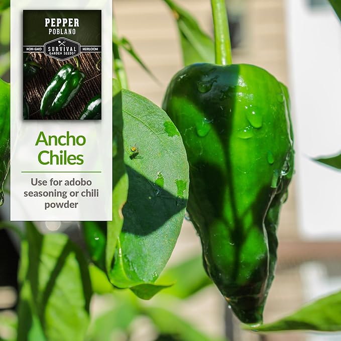 Poblano Pepper Seed for Planting - 2 Packets with Instructions to Plant and Grow Ancho Chiles in Your Home Vegetable Garden - Non-GMO Heirloom Variety - Survival Garden Seeds