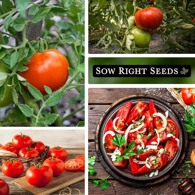 Sow Right Seeds - Beefsteak Tomato Seeds for Planting - Non-GMO Heirloom Packet with Instructions to Plant a Home Vegetable Garden - Indeterminate, Super Large and Bright Red Fruits (4)