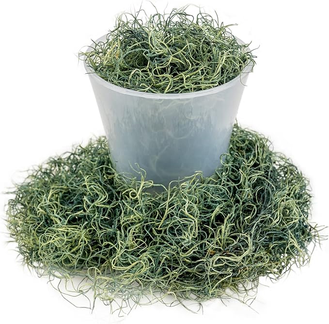 Premium Spanish Moss in Basil| Natural Preserved - Great Ground Cover - Filler for Potted Plants - by GARDENERA - 5 Quart Bag