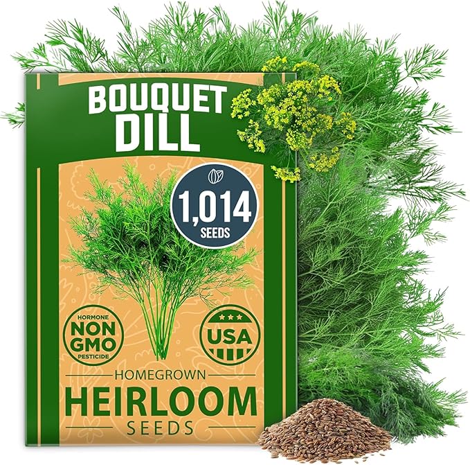 HOME GROWN Dill Seeds for Planting - 1014 Premium Bouquet Dill Seeds, Non-GMO and Heirloom Herb Seeds for Planting Outdoors, Grow Your Fragrant Dill Herb Garden (Anethum graveolens)