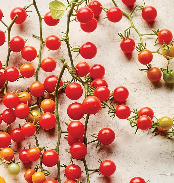 Burpee 'Red Currant', Red Cherry Tomato, Sweet Flavor, 60 Non-GMO Seeds