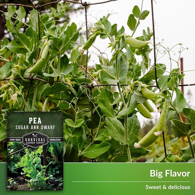 Sugar Ann Dwarf Pea Seed for Planting - 2 Packets with Instructions to Plant and Grow Sweet Snap Peas in Your Home Vegetable Garden - Non-GMO Heirloom Variety - Survival Garden Seeds