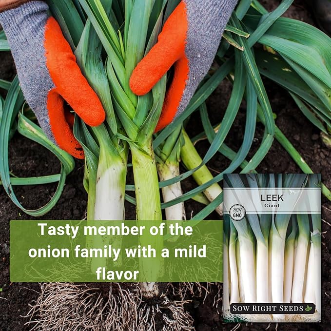 Sow Right Seeds - Giant Leek Seeds for Planting - Non-GMO Heirloom Packet with Instructions to Plant and Grow an Outdoor Home Vegetable Garden - Large Green Chive Onion - Cook Asian Cuisine (1)