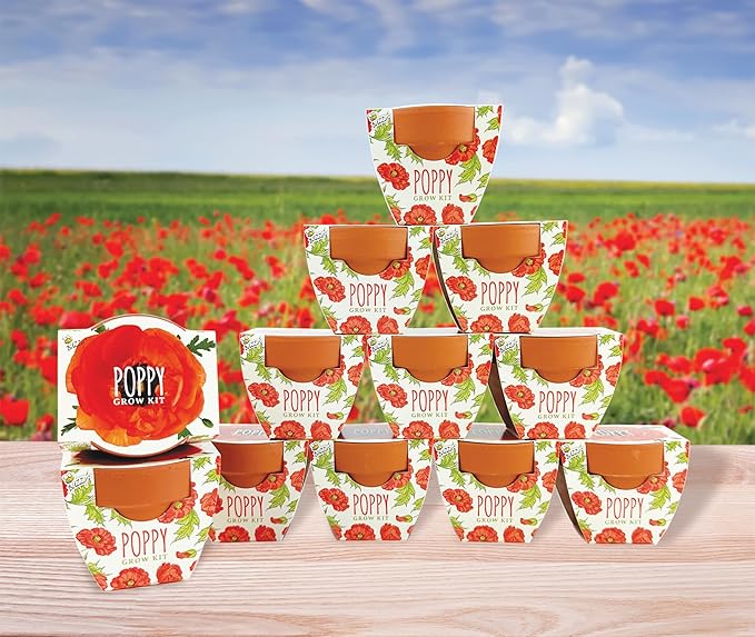 BUZZY Seeds Terracotta Mini Grow Pots | Herb, Plant, Flower Starter Kit for Kids & Adults | Assorted 12-Pack, Poppy | Guaranteed to Grow | Best Indoor Grow Your Own Plant Gardening Gift
