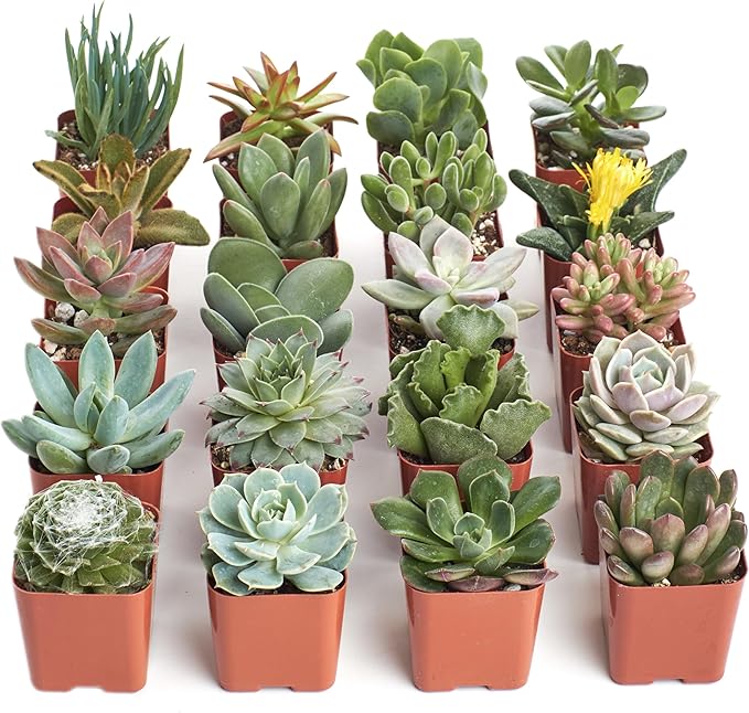 Shop Succulents Unique Succulent Plant Pack Bulk Collection - Live Mini Succulent Plants, Low Maintenance, Exceptional Colors & Textures - Wedding and Party Favors, Gift & Garden, Pack of 20