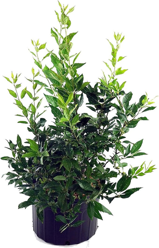 Ilex verticillata 'Winter Red' (Winterberry) Shrub, sm bright red fruit, #2 - Size Container