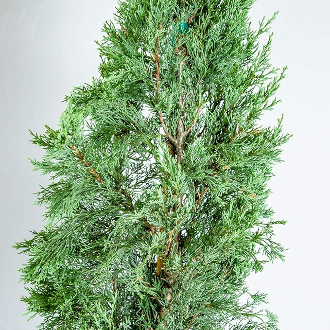 PERFECT PLANTS Italian Cypress Live Plant, 3-4', Includes Care Guide