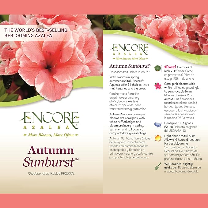2 Gallons Encore Azalea Autumn Sunburst Azalea