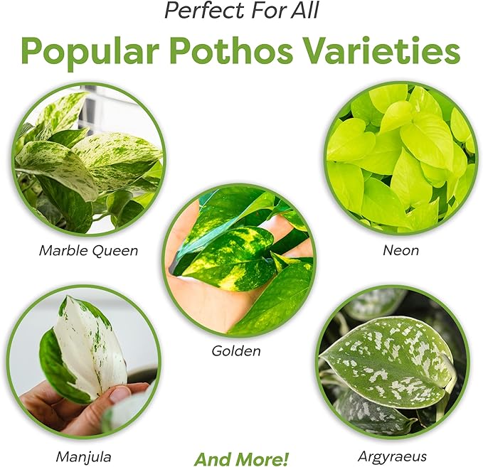 Perfect Plants Organic Pothos Soil | Horticultural Potting Mix for All Indoor Potted Pothos | Grow Healthy houseplants Indoors (8qts.)