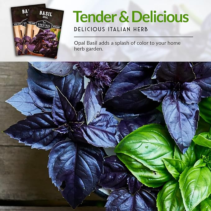 Survival Garden Seeds - Opal Basil Seed for Planting - 2 Packs with Instructions to Plant and Grow Delicious & Unique Purple Basil Herb Plants in Your Home Vegetable Garden - Non-GMO Heirloom Variety