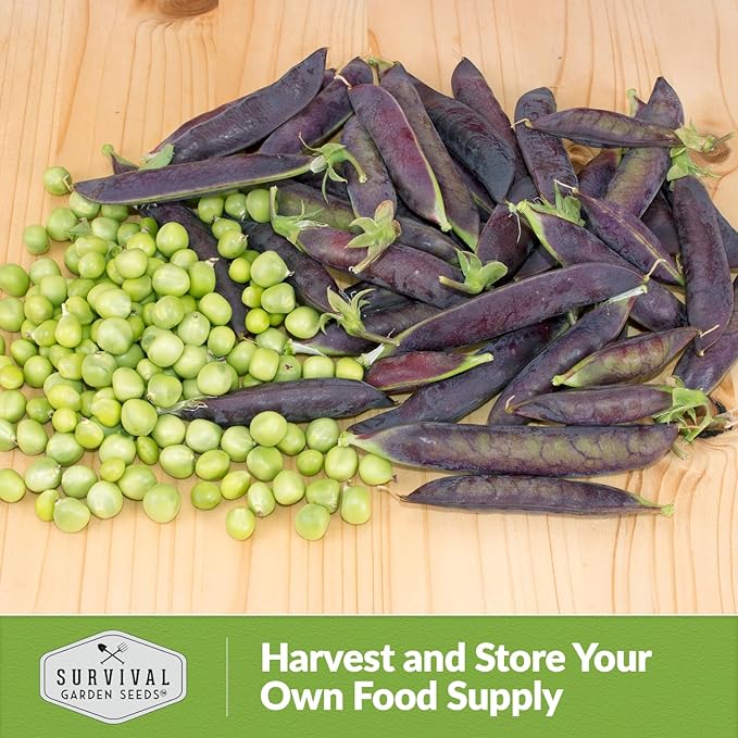 Desiree Pea Seed for Planting - 3 Packets with Instructions to Plant and Grow Delicious Purple-Podded Snap Peas in Your Home Vegetable Garden - Non-GMO Heirloom Variety - Survival Garden Seeds