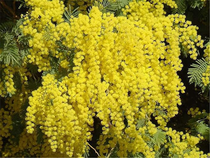 Rare Flower Seeds Acacia Dealbata Tree Or Shrub 100 Seeds Silver Wattle Mimosa