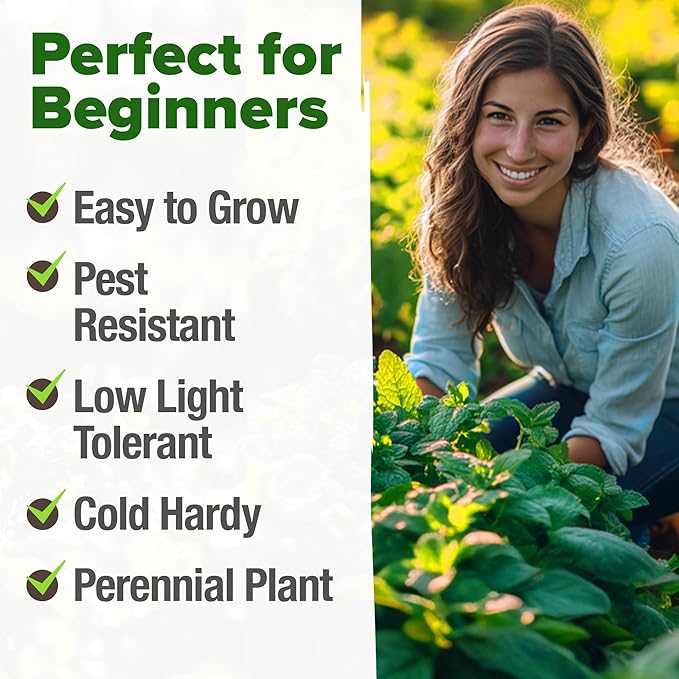 HOME GROWN Peppermint Seeds 2 Pack (Mentha × piperita) – 4,740 Non-GMO, Heirloom Mint Seeds for Planting. Grow Peppermint Plants in Your Kitchen Garden or Plant Them Outdoors for a Lush Herb Garden.