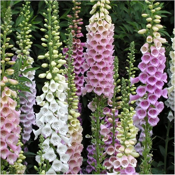 Seed Needs, Mixed Gloxiniaeflora Foxglove Seeds for Planting - Heirloom & Open Pollinated Biennial Flowers - Perfect for Butterfly Gardens & Insectaries (1 Pack)