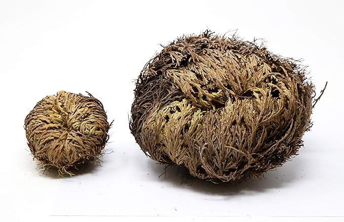 Saint Terra - Rose of Jericho Flower The Resurrection Plant, Jumbo Size