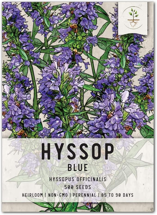 Seed Needs, Blue Hyssop Seeds - 500 Heirloom Seeds for Planting Hyssopus officinalis - Medicinal Herb for an Indoor/Outdoor Garden, Non-GMO & Untreated (1 Pack)