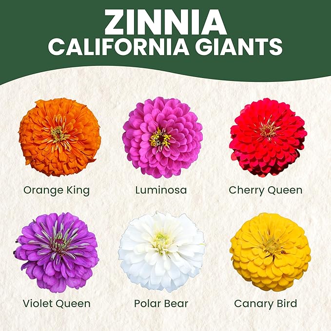 Zinnia California Giants - Bulk 1/4 Pound Pouch - 12,000 Flower Seeds for Planting - Zinnia elegans
