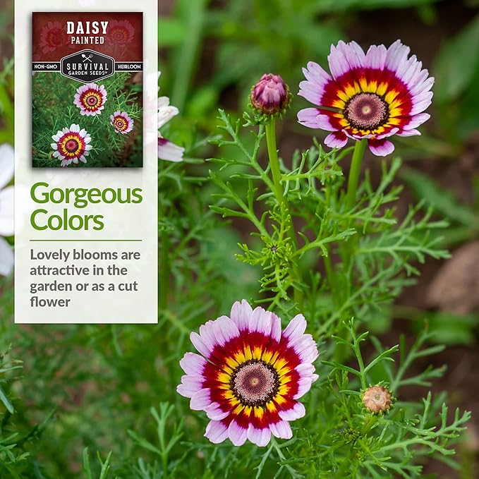 1 Pack Painted Daisy Seeds for Planting with Instructions to Grow Colorful Perennial Wildflowers in Your Home Flower Garden - Non-GMO Heirloom Pyrethrum Daisy Seeds - Survival Garden Seeds