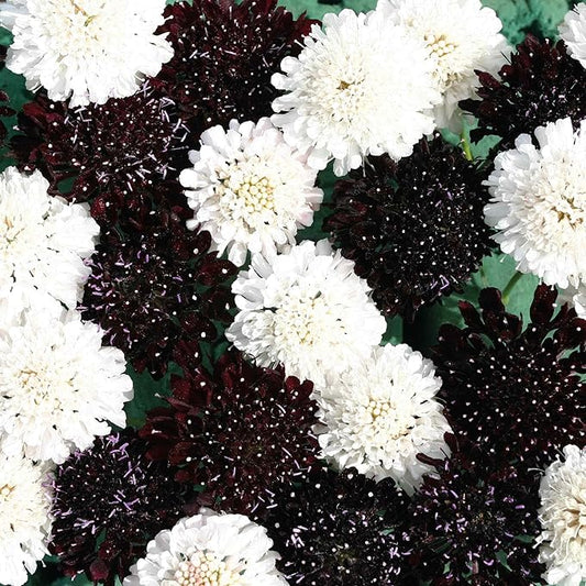 Outsidepride 200 Seeds Perennial Night & Day Scabiosa Pincushion Flower Seed Mix for Planting