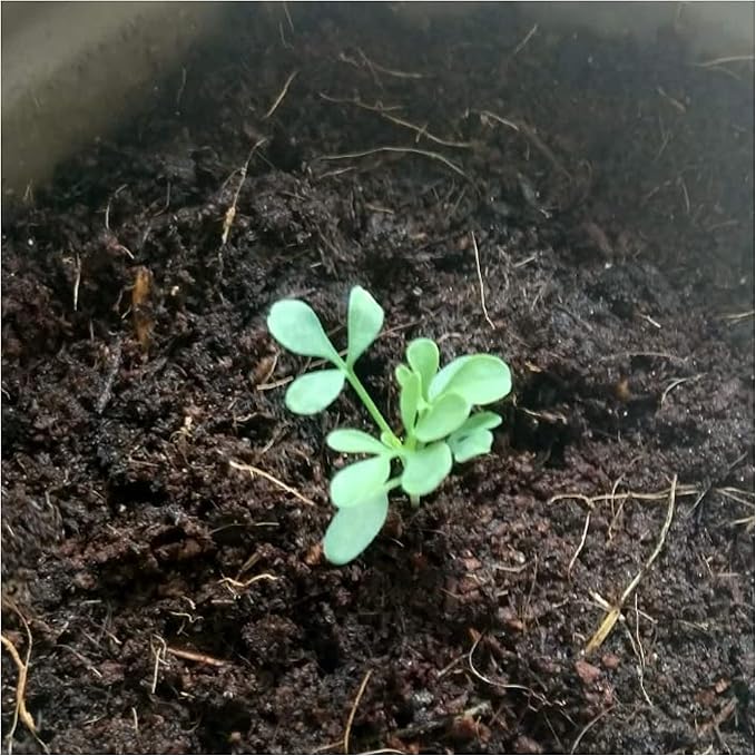 Seed Needs Rue Seeds for Planting - Non-GMO, Heirloom & Untreated Perennial Herbs - Organically Grow a Home Grown Medicinal Herb Garden Indoors or Outdoors (2 Packs)