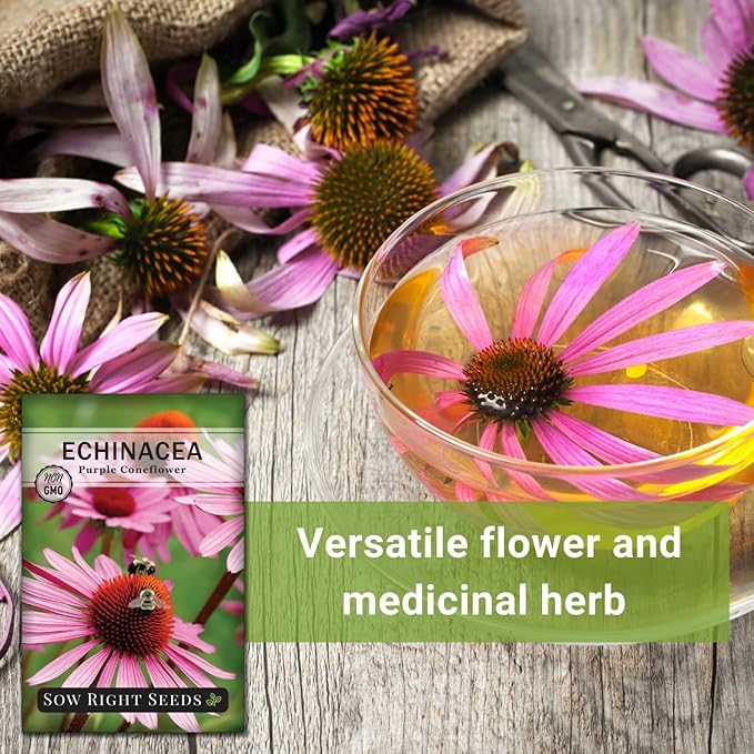 Sow Right Seeds - Purple Coneflower/Echinacea Flower Seeds for Planting - Non-GMO Heirloom - Plant for an Herbal Tea Garden - Attract Pollinators - Great Cut and Come Back Flower (1)