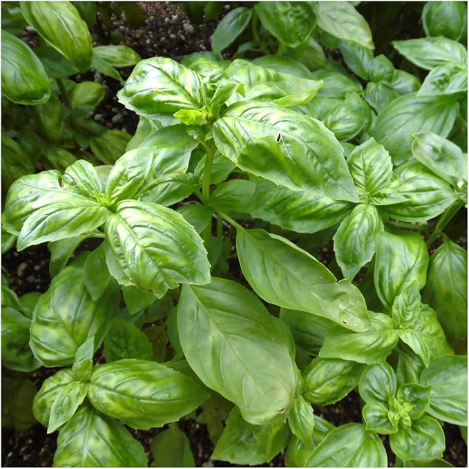 Seed Needs, Culinary Basil Herb Seed Packet Collection (8 Individual Basil Seed Varieties for Planting) Non-GMO & Untreated