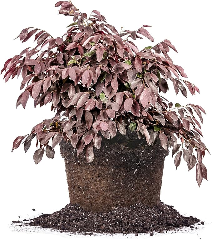 Zhuzhou LOROPETALUM - Size: 3 Gallon, Live Plant, Includes Special Blend Fertilizer & Planting Guide