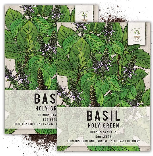 Seed Needs, Holy Basil Seeds - 500 Heirloom Seeds for Planting Ocimum Sanctum - Medicinal Tulsi Herb to Plant Indoors or Outdoors, Non-GMO & Untreated (2 Packs)